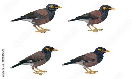Myna bird illustration with detailed feathers in realistic wildlife design
