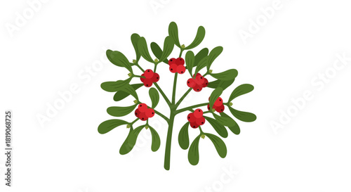 Mistletoe plant with green leaf and red berry isolated on