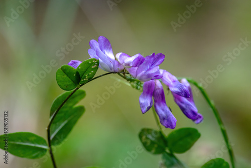 Purple flower of vetch,Vicia cracca, in the forest
