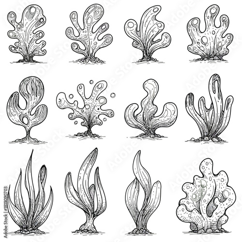 Hand-drawn vector collection of abstract seaweed and fantasy plant doodles. Sketchy monochrome line art illustrations of organic forms