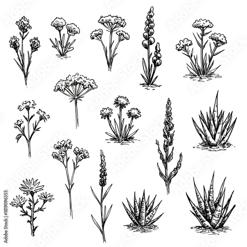 Vector collection of hand-drawn wildflowers, herbs, and succulent plants. Botanical illustrations in a sketchy, doodle style perfect for nature-themed designs