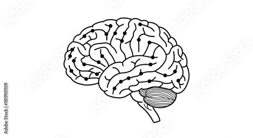Detailed linear brain diagram with neural connections on white background