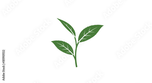 Minimal green plant with three leaves on white background