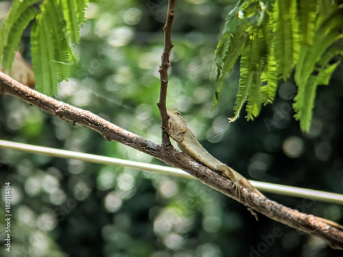 ​A common Oriental Garden Lizard (Calotes versicolor) is captured resting and camouflaged on a horizontal tree branch.