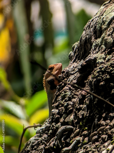 Oriental Garden Lizard (Calotes Versicolor) Peeking from Textured Tree Trunk