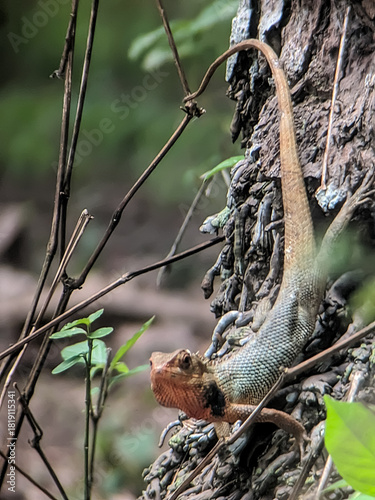 ​A full-body shot of a colorful male Oriental Garden Lizard (Calotes versicolor) with a striking orange head, often misidentified as a chameleon, climbing vertically on rough tree bark.