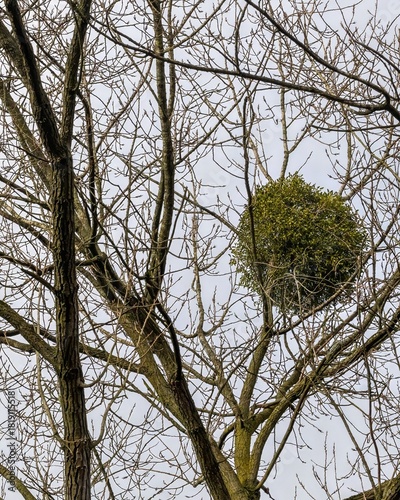 European mistletoe in a tree