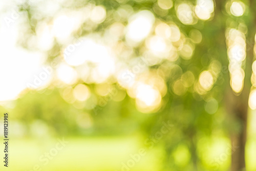 Forest and trees background soft focus nature background,Natural Green Background with Soft Focus,blur natural and light background in the park.