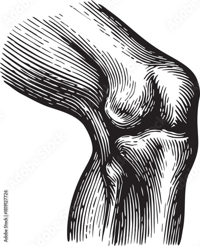Black and white linocut etching illustration of the human knee joint for medical, scientific and pharmaceutical use, ideal for anatomy packaging design and pain relief products
