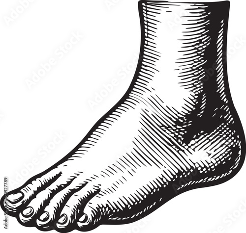 Detailed black and white linocut etching illustration of the human foot ideal for medical, scientific and pharmaceutical packaging designs focused on anatomy, diagnosis and pain relief healthcare prod