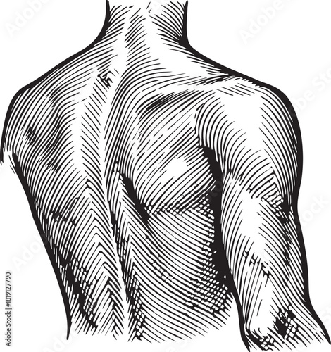 Detailed black and white linocut etching illustration of the human upper back muscles ideal for medical, scientific and pharmaceutical packaging designs focused on anatomy, diagnosis and pain relief h