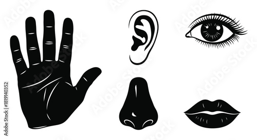 Illustrative depiction of human senses sight hearing touch smell and taste