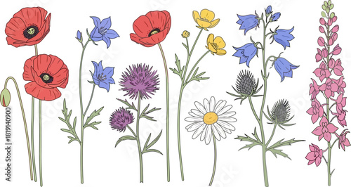 A vibrant collection of hand-drawn wild flowers including poppies, bellflowers, buttercups, thistles, and daisies on a white background.