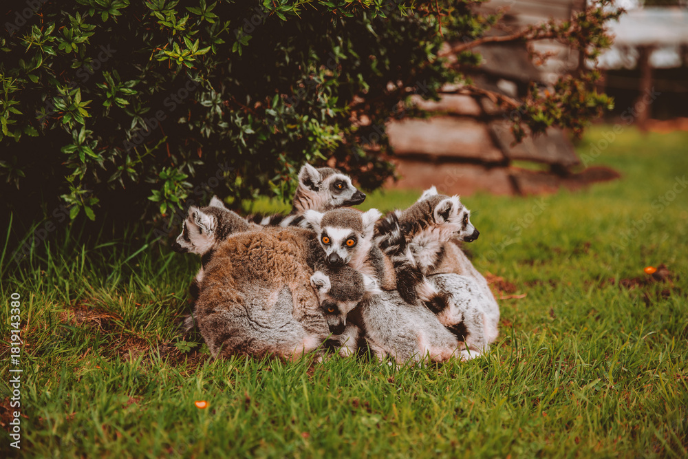 Obraz premium Group of Lemurs Cuddling Together