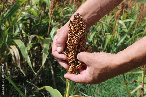Canvastavla Main tenant un épi de sorgho dans le champ agricole