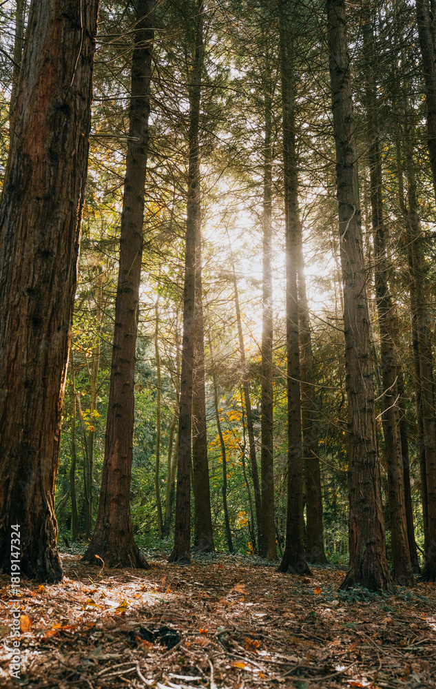 Naklejka premium A forest with trees in the foreground and background. The sun is shining through the trees, creating a warm and inviting atmosphere