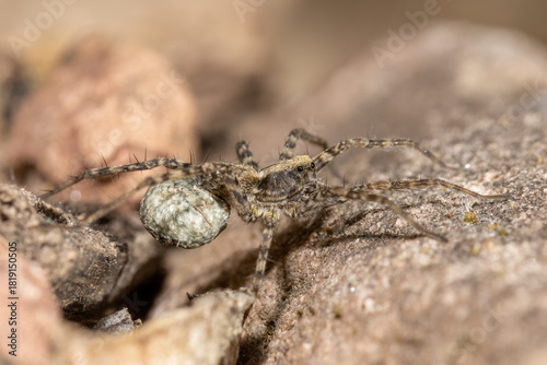 Hersilia striata Spider on the ground in the forest.