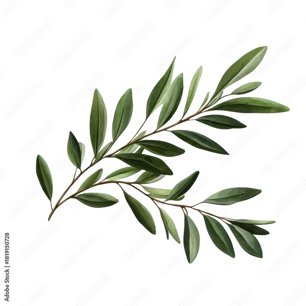 Naklejka premium olive branch with green leaves isolated on transparent background .