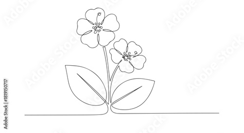 Continuous line art drawing of two blooming flowers with leaves. A minimalist botanical illustration capturing nature's elegant beauty