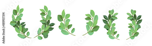 Set of wreath of realistic bay leaves. A realistic green round laurel wreath made of branches with green leaves and berries on a white background. Vector