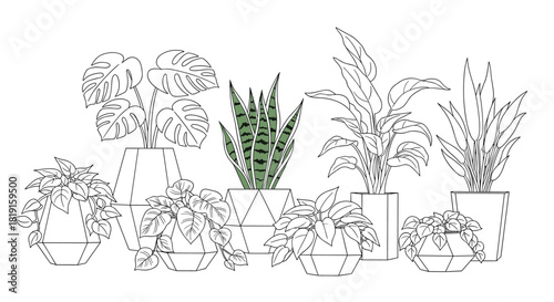 Line drawing illustration of a variety of potted houseplants in geometric pots.