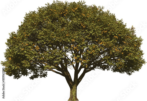 Mature tree illustration, green yellow foliage, seasonal leaves, botanical drawing, nature design, landscape element, isolated tree, vector art, autumn canopy