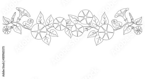 Line art illustration of morning glory vines with blooming flowers and leaves creating a decorative border.