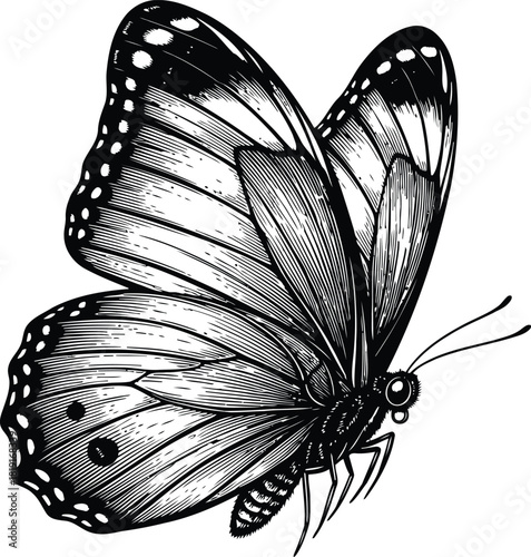 Engraving art detailed black and white engraving illustration of a monarch butterfly in profile view