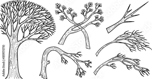Hand drawn black and white tree branches collection with bare twigs and leaves vector illustration