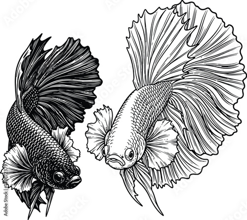 Engraving art two detailed black and white line art illustrations of siamese fighting fish, or betta fish, showcasing their elaborate fins