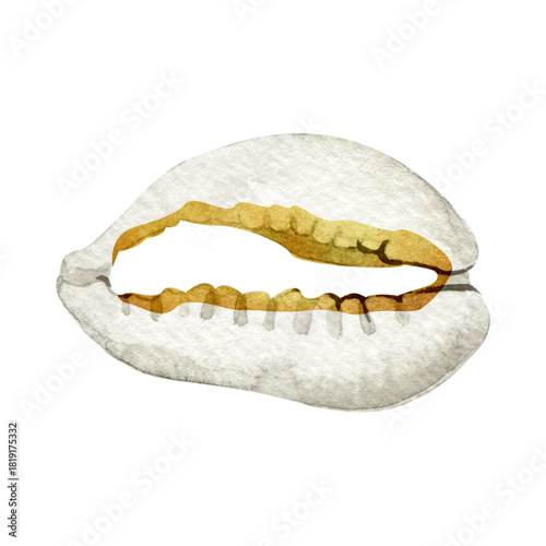 Cowrie gold seashell watercolor illustration⁠
