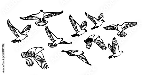 Flock of doves flying in different directions isolated on in a hand drawn style illustration