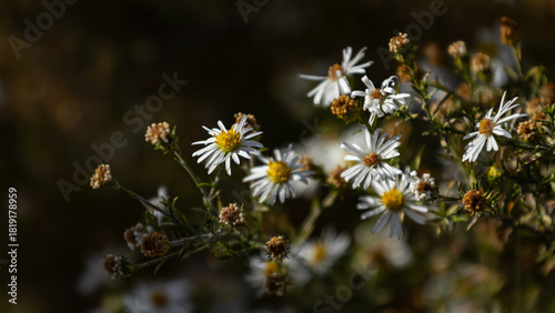Dramatic lighting on wildflower daisies 