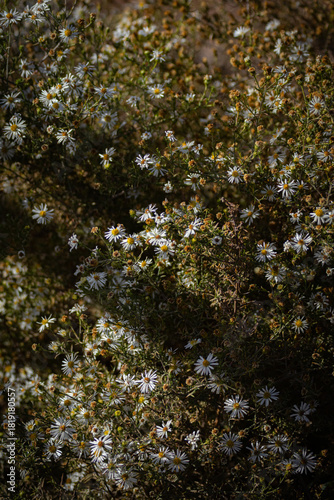 Dramatic lighting on wildflower daisies 