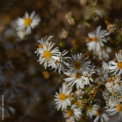 Dramatic lighting on wildflower daisies 