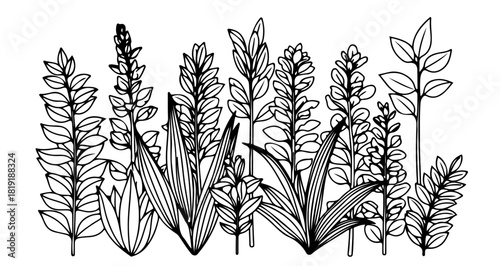 Hand drawn illustration of various plants isolated on botanical illustration of herbs and flowers
