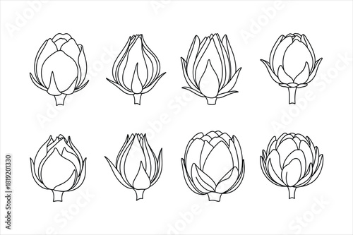 Hand drawn artichoke flower buds in different stages