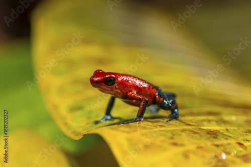 Strawberry poison-dart frog (Oophaga pumilio) sitting on a yellow leaf, Heredia province, Costa Rica