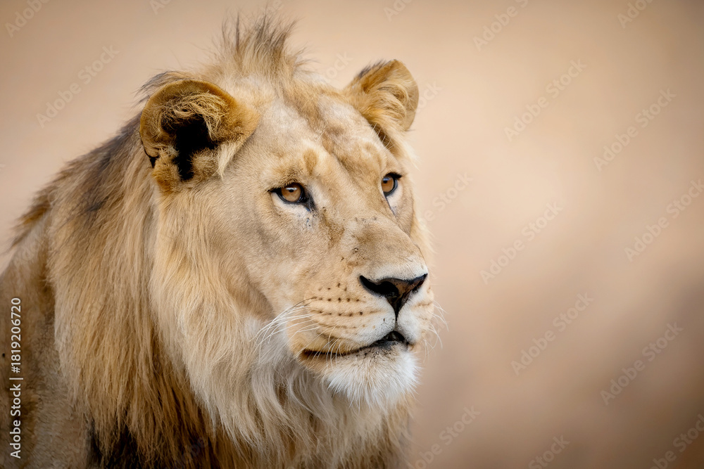 Obraz premium Majestic male lion s intense gaze amidst the african savannah s golden hues