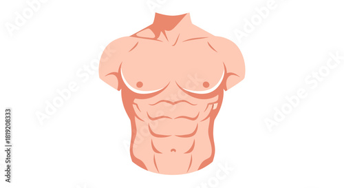 Anatomical illustration showcases muscular male torso isolated against a white backdrop