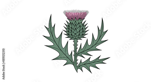 A detailed illustration of a Scottish thistle plant with its distinctive spiky leaves and purple flower head.