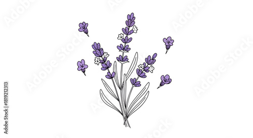 Delicate lavender blooms, a botanical illustration with calming essence and aromatic charm