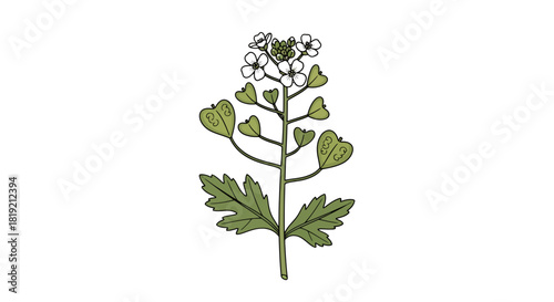 Delicate shepherd's purse plant illustration on a clean white backdrop artwork