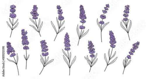Elegant lavender floral seamless pattern with delicate blossoms and graceful leaves for textile or