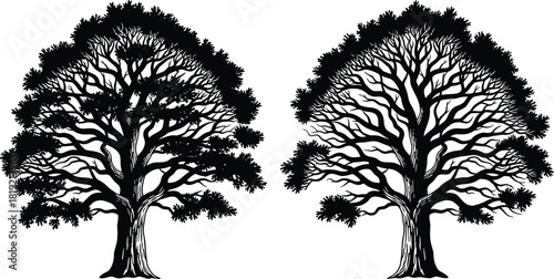 Hand drawn oak tree silhouette set, vintage engraving style, large deciduous plant vector, black and white nature illustration.