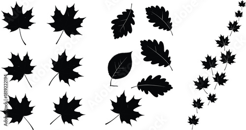 Leaf silhouettes vector set, black maple and oak leaves collection, autumn foliage icons, isolated nature design elements.