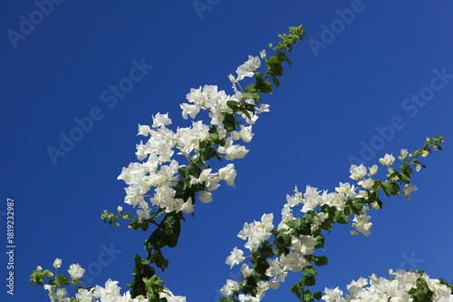 Branches de bougainvilliers blanc