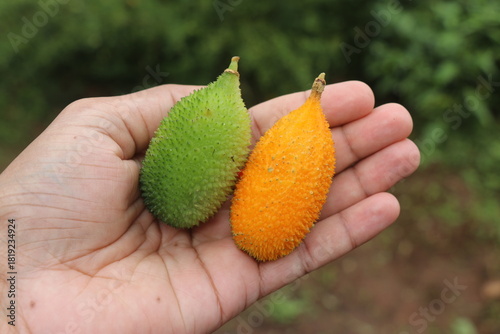 Spine gourd or known as momordica dioica in ripe and unripe state used as a vegetable held in the hand on outdoor light