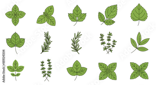 Assorted Fresh Herbs - Basil, Rosemary, Thyme, and More.