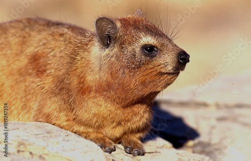 rock hyrax or cape hyrax resting on rocks, portrai